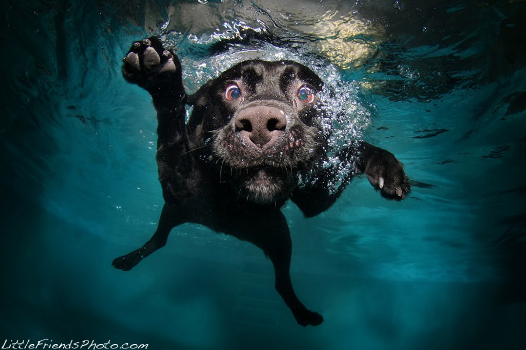 barkingbubbles