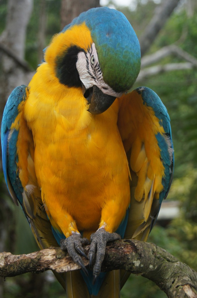 Peru