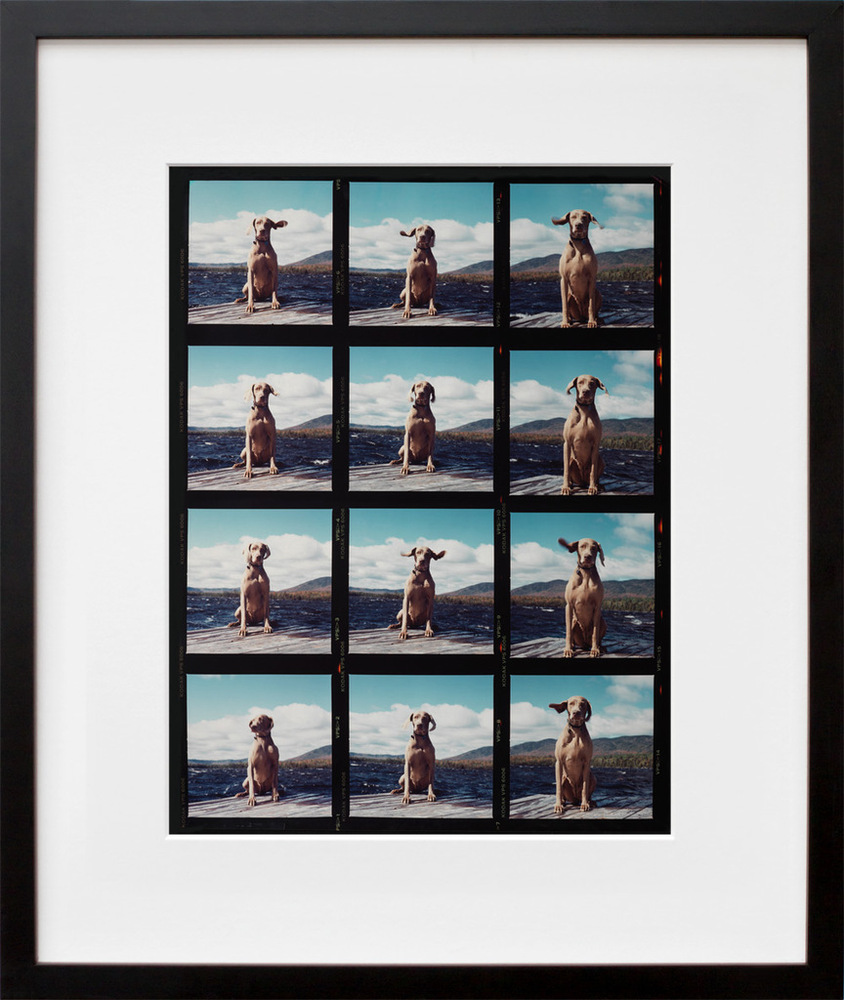William Wegman print