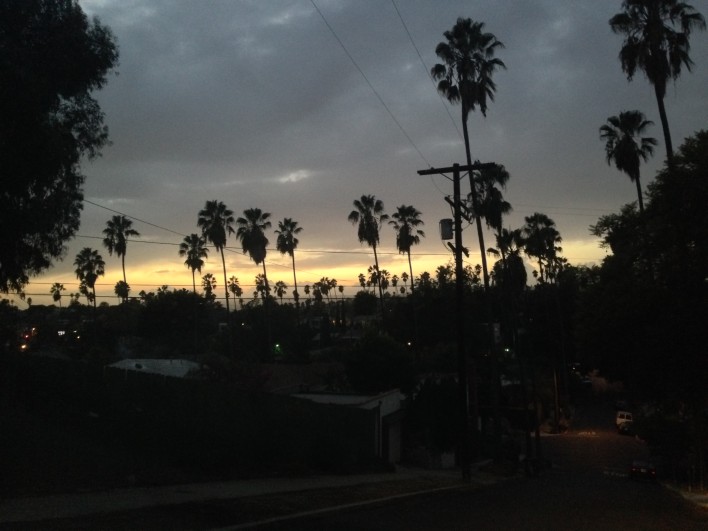palm trees at dusk