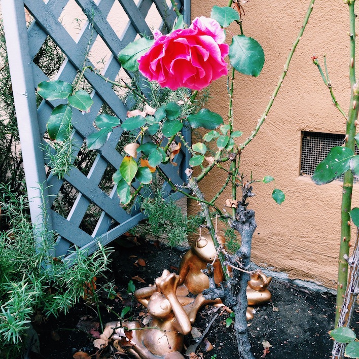 rose in bloom