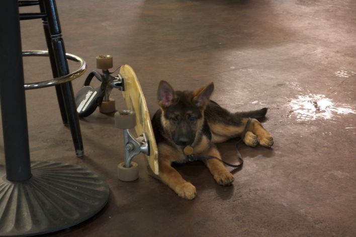 german shepherd puppy