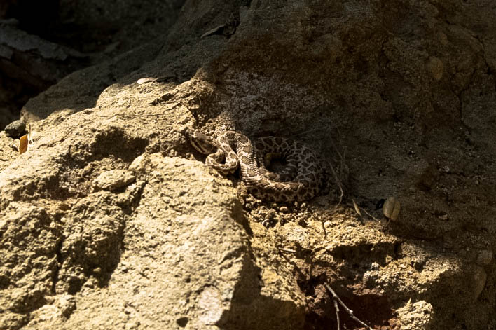 baby rattlesnake