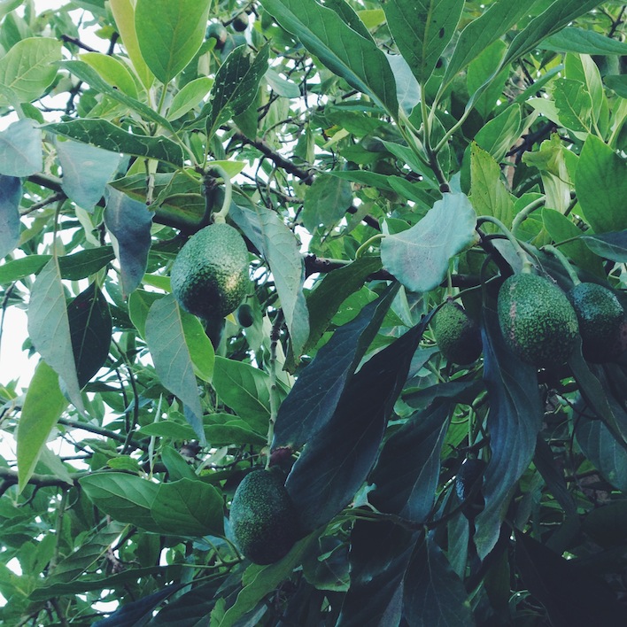 avocado tree