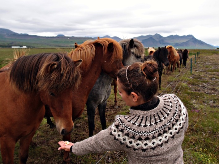 horses