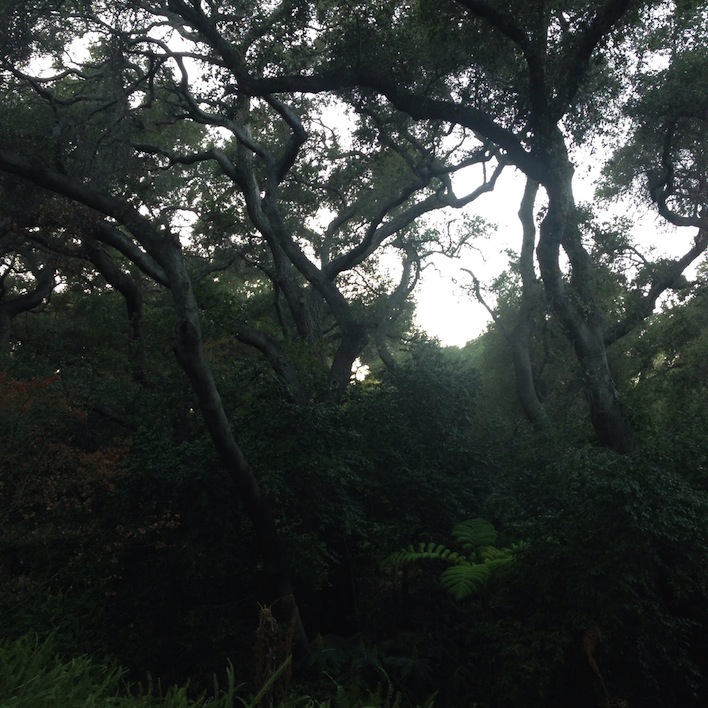 descanso-trees